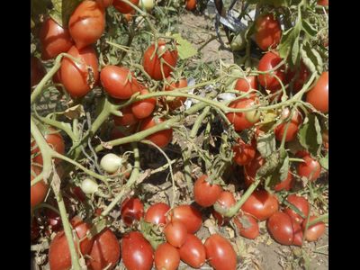 Томат Колокола России