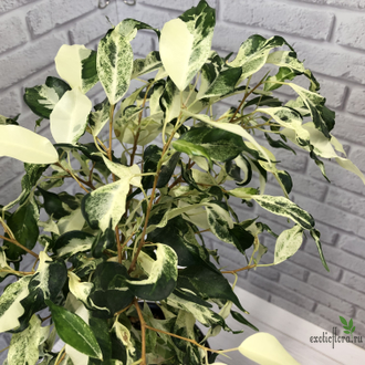 Ficus Benjamina ‘Curly’ / фикус Кёрли