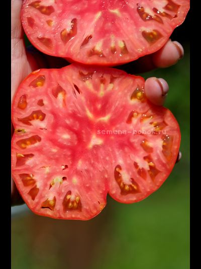 Томат Reduci (Ветеран), 10 шт