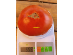 Томат Планета