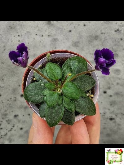 Hunter's Black Talon (K. Muzalewski)