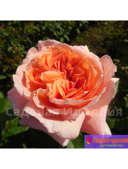 Амур Де Молен (Amour de Molene)