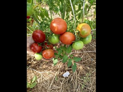 Томат Совершенство Ливингстона (Livingston's Perfection)