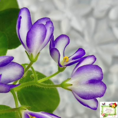 2А-Проба Пера (Е. Кольцова) 2024 г.