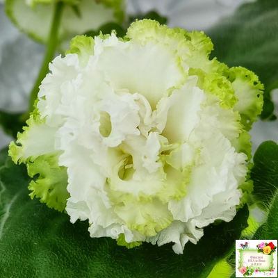 ЕК-Изумрудные Розы (Е.Коршунова) 2018 г.