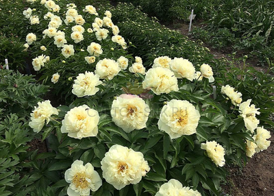 Пион Санни Гёрл  (Sunny Girl )