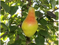 Яковлевская (груша), 2года, ЗКС