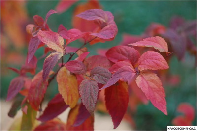 Спирея Макрофила - Macrophylla