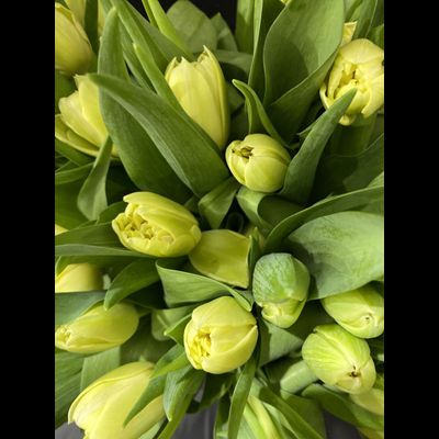 Тюльпаны пионовидные 35 шт