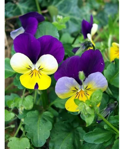 Набор вайнеров и каттеров "Листья анютины глазки"