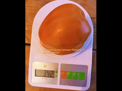 Томат Суровая Дыня немцев Поволжья (Severe Melon)