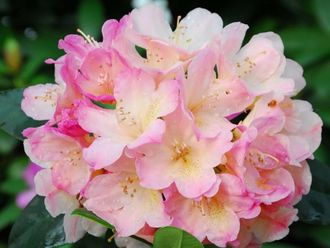 Рододендрон якушиманский Перси Вайсман (Rhododendron yakushimanum Percy Wiseman)
