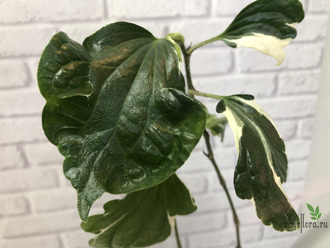 Piper sarmentosum albomarginata variegated / перец сарментозум вариегатный