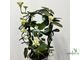 Церопегия Сандерсона / Ceropegia sandersonii