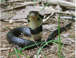 Китайская, или тайваньская кобра (Naja atra)