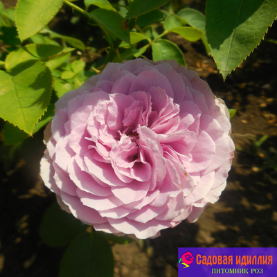 Лавендер айс (Lavender Ice)