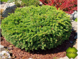 ЕЛЬ ОБЫКНОВЕННАЯ "НИДИФОРМИС" (подушковидная, саженец 20 см)