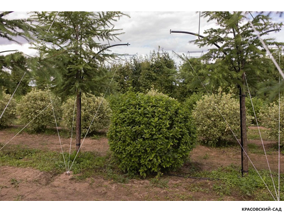 Топиар Боярышник сливолистный в форме шара