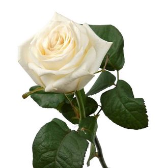Розы Аваланж Белые (до 60 см) Россия