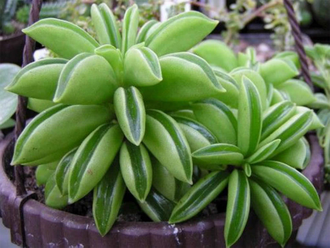 Peperomia dolabriformis - Пеперомия долотовидная