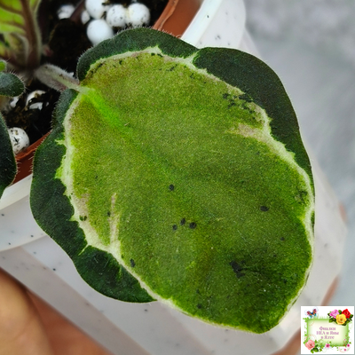 СФ-Томная Жозефина (С. Фатеева) листовая химера