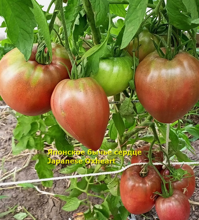 Томат Японское бычье сердце (Japanese Oxheart)