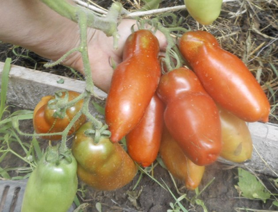 Томат Перцевидный черный