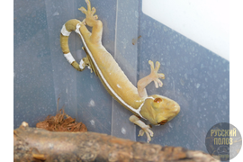 Полосатый геккон, Gekko vittatus