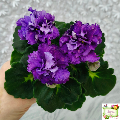 ДВ-Елена Прекрасная (Д. Лягина) 2024 г. (лист укоренённый)