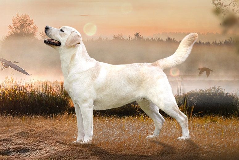 Линора Бест Танси Роуз