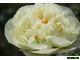 Paeonia Lemon Chiffon