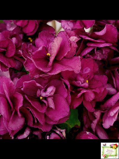 СВ-Город Солнечногорск (О.Емельянова) 2023 г. трейлер