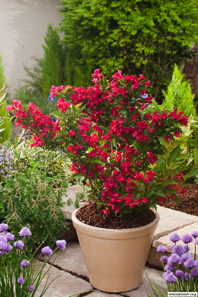 Вейгела Ред Принс