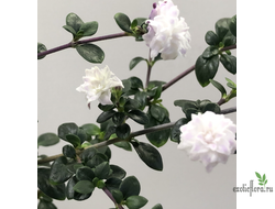 Серисса японская махровая / Serissa japonica foetida flore pleno