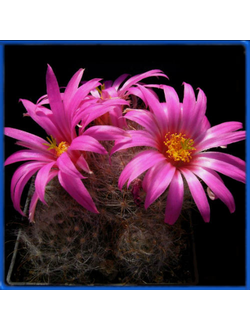 Krainzia guelzowiana v. robustior MZ 665