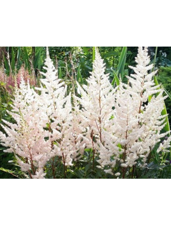 Астильба Китайская Майти Плони