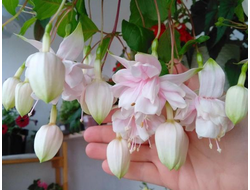 Фуксия гибридная Pink Marshmallow, p11