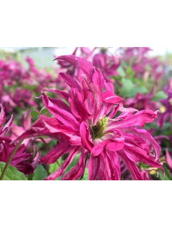 Клематис Розалин