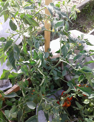 Семена томата Ступике