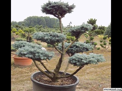 Ниваки - Бонсай садовый Ель Глаука Глобоза - Glauca Globosa