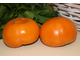 Абрикосовый Брэндивайн (Brandywine Apricot)