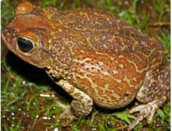 Жаба щитковая(Peltophrynepeltocephala)