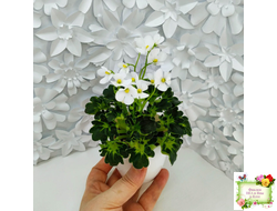 Lullaby (Arndt) (гёрл-лист)