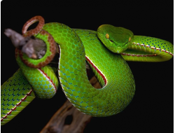 Китайская куфия (Trimeresurus stejnegeri)
