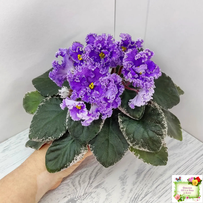 Н-Озёрный Край (Н. Бердникова) 2018