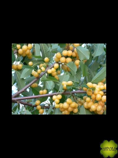 ЧЕРЕШНЯ "ЧЕРЕМАШНАЯ" (саженец 3 года, низкорослый подвой клоновый)