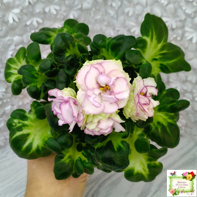 ВаТ-Соло Анфисы (Т. Валькова) 2021 г. (лист посажен 31.03.26)