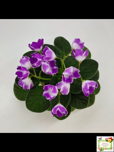 SimSim Magic Bells (Alex Mayer) (лист посажен 07.10.25)