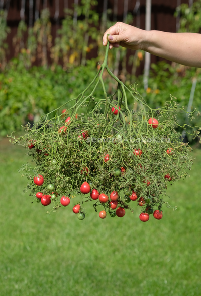 Томат Козула 14 Мегагрон, 10 шт