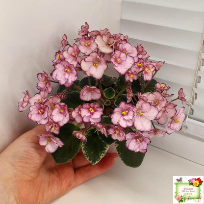 Н-Четыре Сезона (Н. Бердникова) 2015